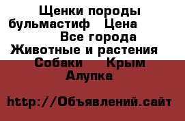 Щенки породы бульмастиф › Цена ­ 25 000 - Все города Животные и растения » Собаки   . Крым,Алупка